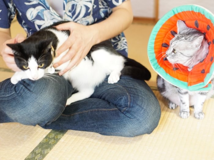 「お兄ちゃんの膝に座ろう」「そこは私専用よ」