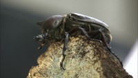 オス?メス?小学生が飼育したカブトムシは…珍しい「雌雄型」 岡山