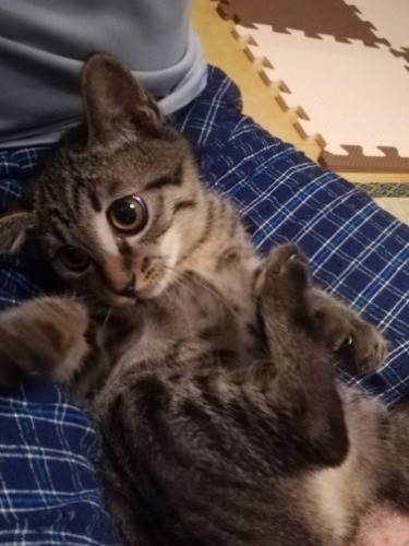 「わーい、たくさん甘えちゃお」