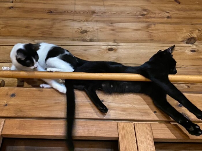 猫エイズ(FIV)や猫白血病(FelV)、虐待経験など、様々な事情を抱えた保護猫たちがのびのびと暮らす(ネコヤギさん提供)