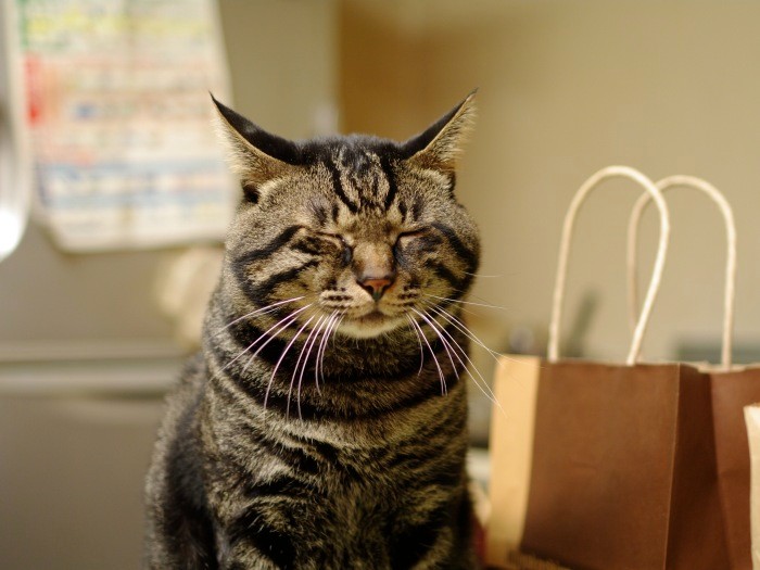 担当編集者が宮崎先生を見つけるきっかけとなった猫「ジャイロ」君。腎臓病で19歳で亡くなった(時事通信出版局提供)