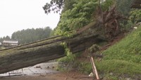 天然記念物「熊野神社五本杉」の1本倒れる 宮司「長い間地域を見守ってくださっていた」 岡山・真庭市