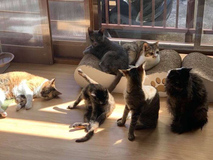 シェルターで穏やかに暮らす猫たち。来訪者が来てもまったく動揺することなくマイペース。ほとんどが飼い主の飼育放棄