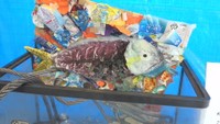小豆島の高校生 海ごみを減らす展示イベント開催 香川