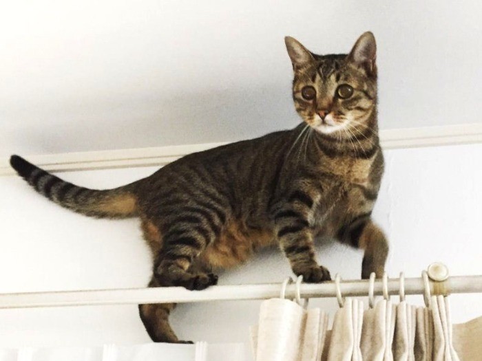 カーテンレールに乗り猫中