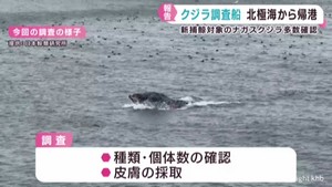 ナガスクジラ 資源として十分な数を確認 日本とIWCの調査船が宮城・塩釜港に寄港