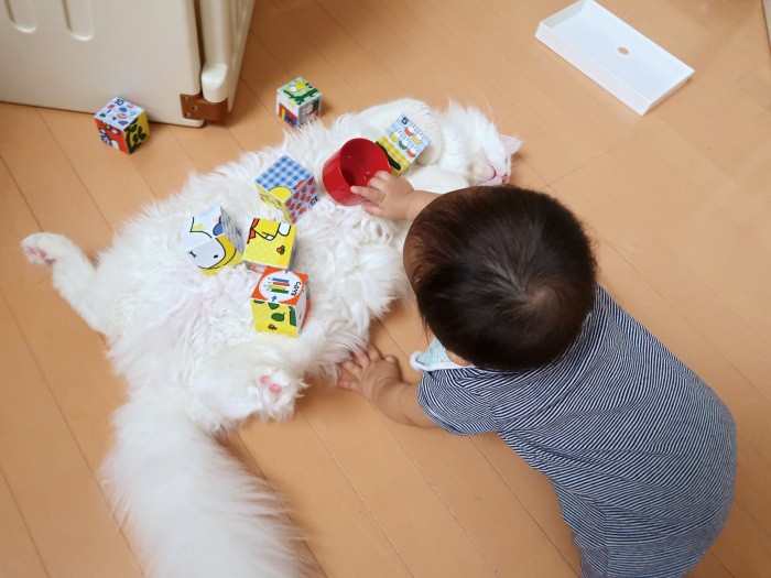 ハル君の遊び相手になるトヨ。物を載せさせるのが嬉しいみたい