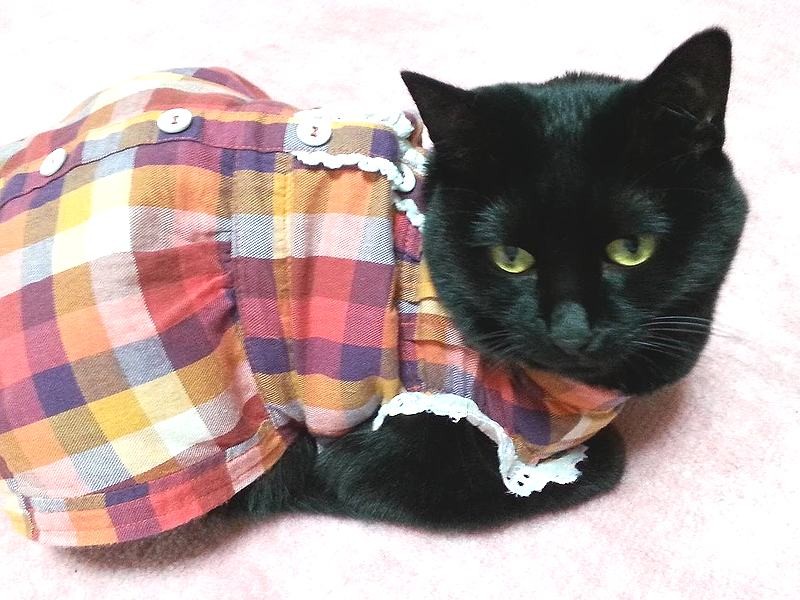 赤のチェックが黒猫に生える小ちびちゃん