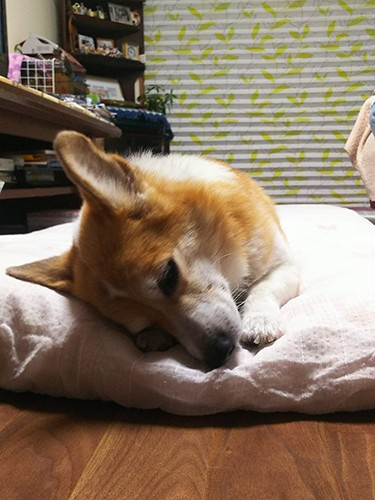 お母さまが入院中にお母さまのお布団でウトウトしていた慎之介くん。不在が寂しいのかと、この時だけ特別にお母さまのお布団で寝させてあげた(景子さん提供)