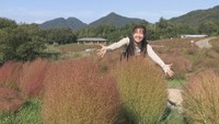 約6000本のコキアが紅葉 国営讃岐まんのう公園で秋を感じて 香川