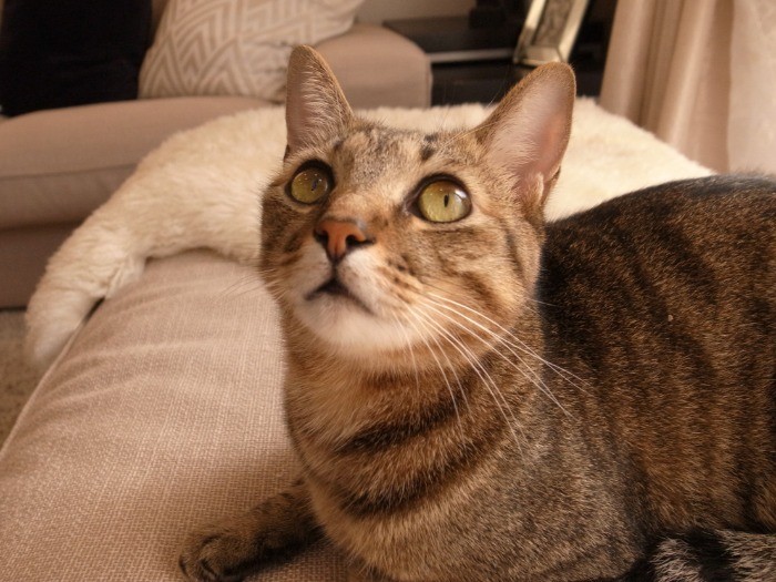 甘えん坊なくまくん