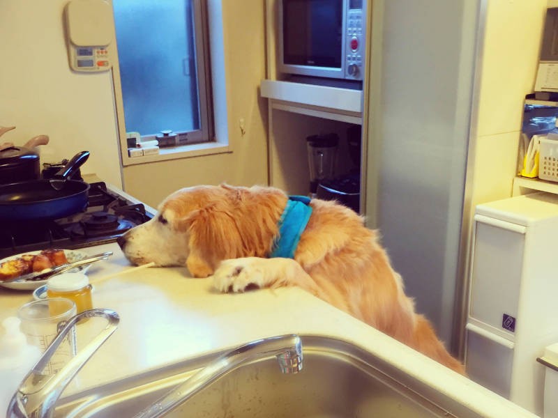 キッチンで食べ物を探すエフのお話は、本書にもよく出てくるエピソードのひとつ(efrinmanさん提供)