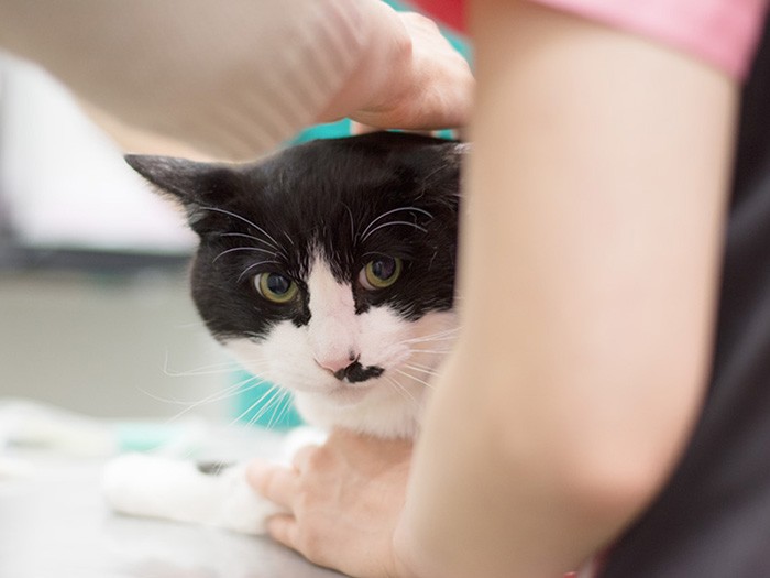 診察台のハチワレ。(小林写函撮影)