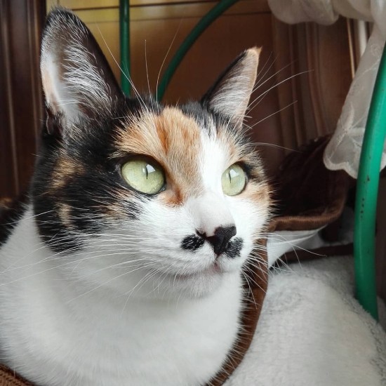 美しく、凛とした顔立ちのおのりちゃん