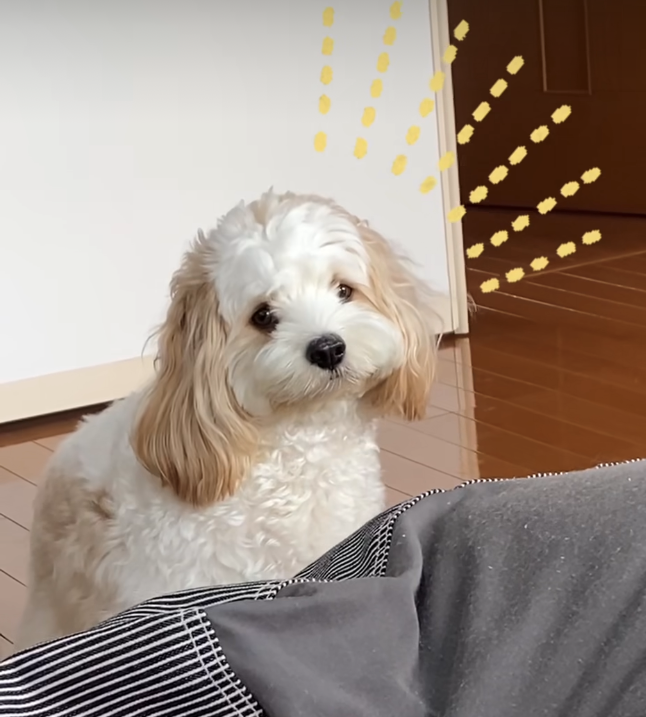 不機嫌アピール→「おでかけ」と聞いて大はしゃぎ! ワンちゃんの感情起伏が分かりやすすぎる