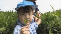 香川県最大のお茶どころ「高瀬町」で園児が茶摘み体験 三豊市