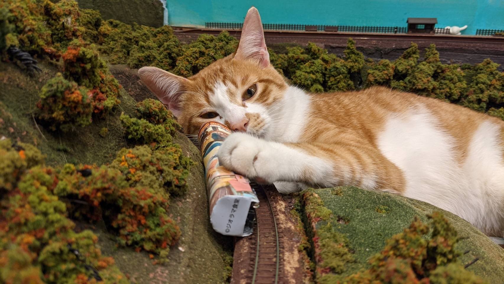 猫と鉄道ジオラマがコラボしたワケ 偶然の出会いが店のV字回復につながる