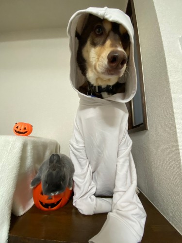 もちろんハロウィーンだってふたりで楽しみます!(高橋さん提供)