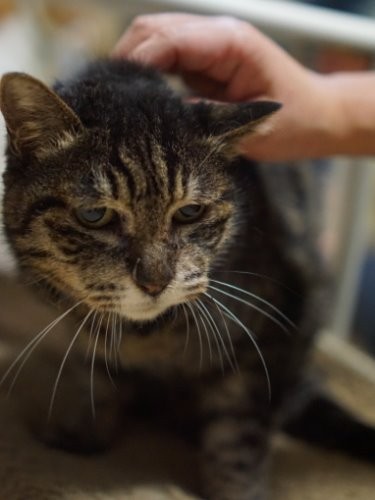 おっとり、優しいニャロミ