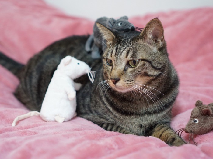 僕は君たちを好きだけどな