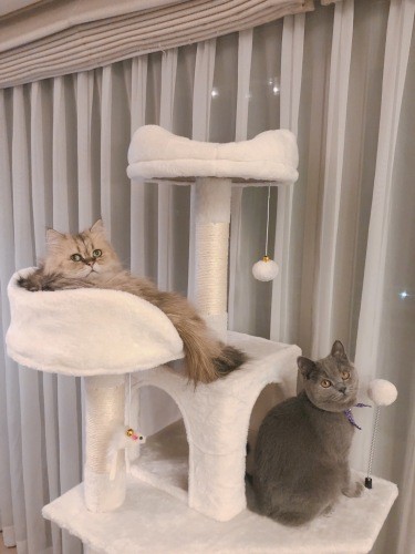 空からGOサインを受け、ご縁のあった保護団体から迎えたチンチラのパーニャ(左)とブリショのパニータ。「また猫と暮らしたいと思ったのはコツオや歴代の子が素晴らしい子たちだったから」パニータはまみさんの実家の子に似ていて、パーニャは誰かさんに少し似ている(まみさん提供)