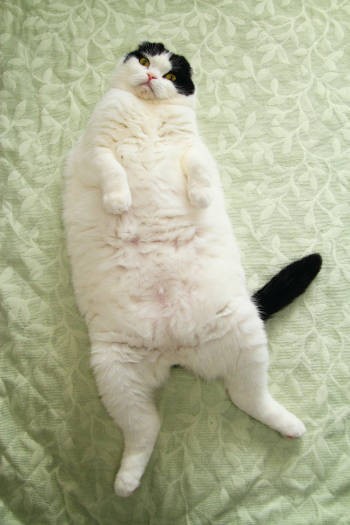 真上から見たら、ちゃんと猫でした(『ネコまる』vol.32〈辰巳出版〉より)