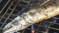 香ばしい皮目とぷりぷりの身が食欲をそそる 秋の味覚「サンマの塩焼き」味わって 岡山【ほっとマルシェ】