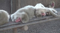 きょうも暑い! 連日の猛暑でサルもうなだれ…「涼」求め池をすいすい 香川・小豆島