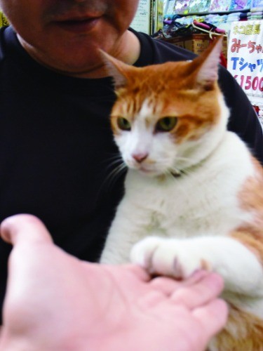 お手とハイタッチを使い分ける嘉数商会の店長猫みーちゃん