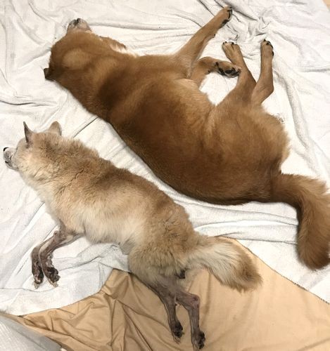 みるみる(左)と背中合わせで眠るむぎ