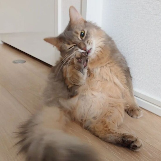 かがり