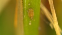 稲の根元に生息する害虫「トビイロウンカ」が大量発生 岡山県が警報発表