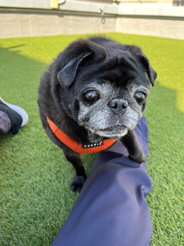 お母さんと離れてのお留守番も、まったく苦にならなくなったモモちゃん(南さん提供)