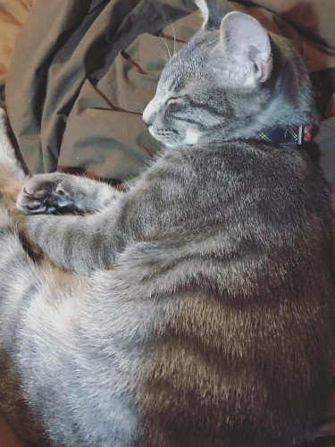 エビみたいって、お母さんが……