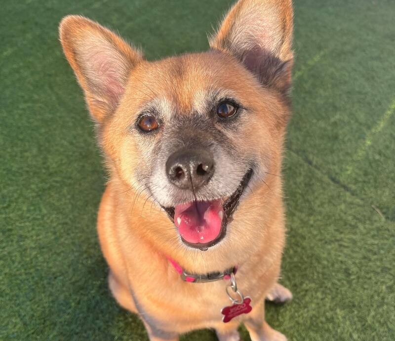 ジス