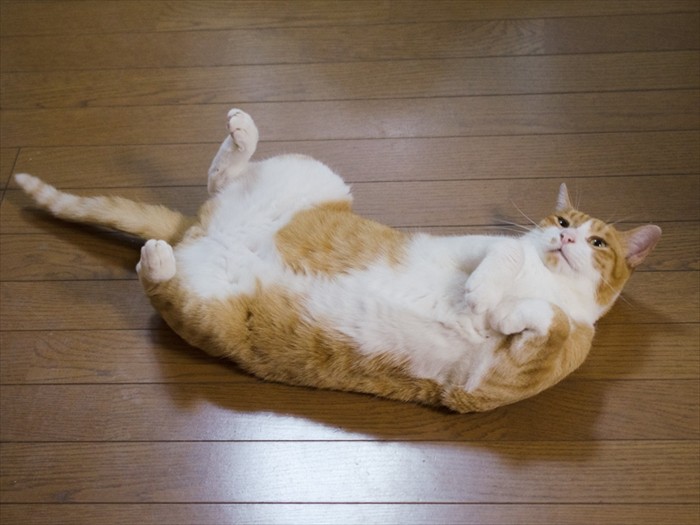 「たまにはかわいくサービスしよっと」(小林写函撮影)