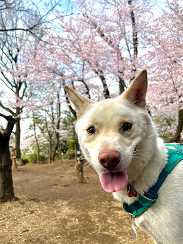 近所の梅林での撮影は毎年恒例