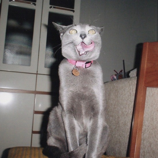 「ちっちゃな頃から気が強く、おてんばだったにゃんね」(まみさん提供)