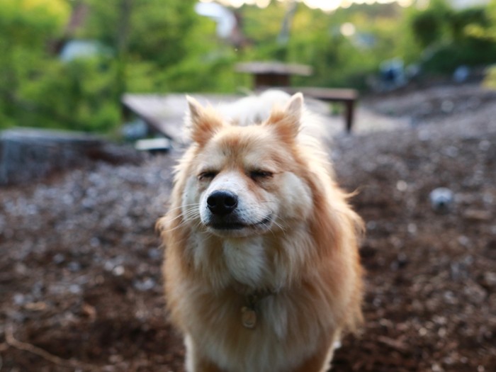 夏の八ヶ岳は犬にとって天国