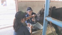 千屋牛と心を通わせて 高級和牛に青春をかける新見高校の生物調査部 岡山【青春のキセキ】