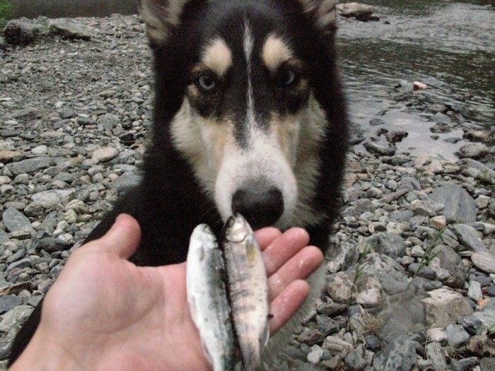 邪魔されたのでこの釣果