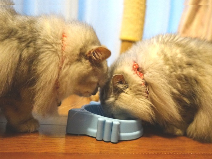 仲良く食事をする2匹