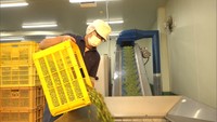 小豆島でオリーブオイルの製造が本格化 収穫した5.1トンの実から搾油 香川