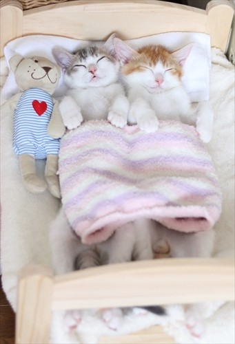 双子のアメカヌちゃんと、そら君(Riepoyonn撮影、「猫にひろわれた話」より、辰巳出版提供)