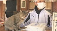 2月22日は「猫の日」 うどん店と古書店の人気“看板猫”を紹介 香川