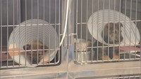 犬猫の殺処分ゼロへ 高松市がクラファン型ふるさと納税