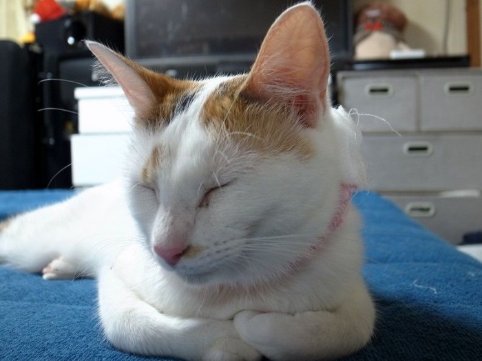 甘えん坊レイちゃん