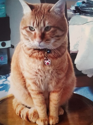 初代トラ。看取りまでの経験が岡田さんに大きな影響を与えた(岡田さん提供)