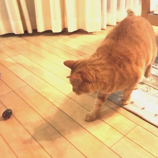 転がったネズミのオモチャを追っかけます