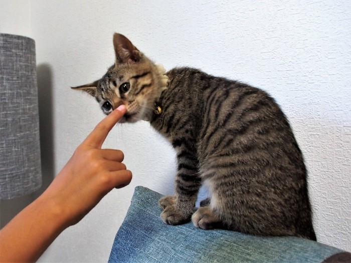 指の匂いを嗅ぎにくる